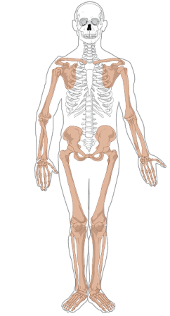 skeleton-308674_640