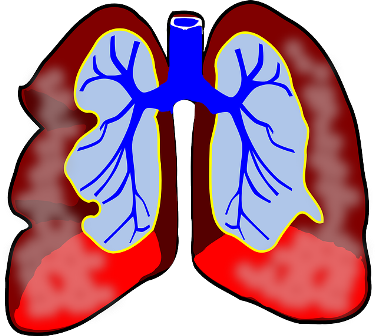 lungs-39981_640