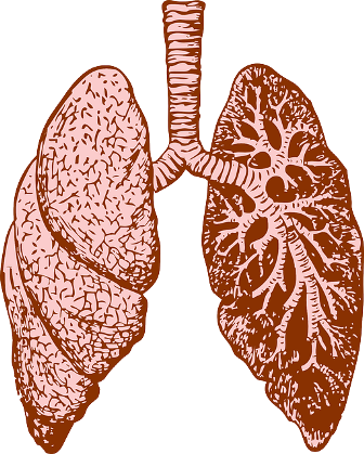 lungs-37824_640