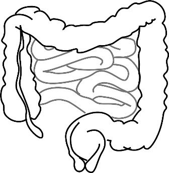 intestines-293929_640