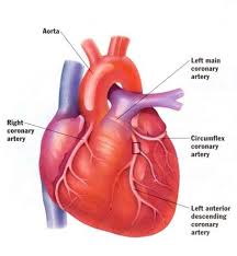 Natural Heart Disease Treatment