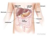 gallbladder symptoms gallbladder symptoms