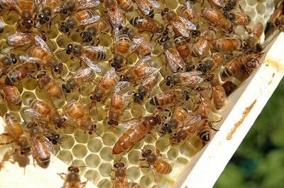 bees-676012_640